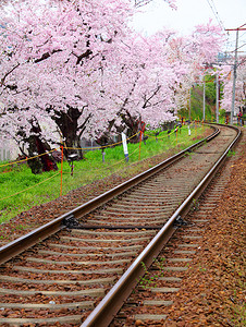 有铁路的樱花