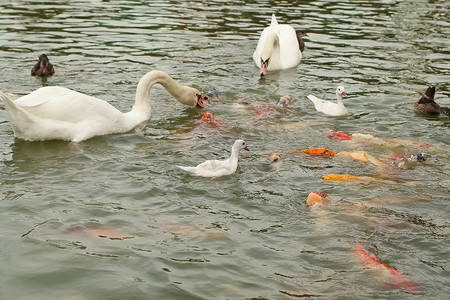天鹅和鸭子带着锦鲤在池塘里游泳