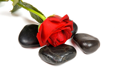 白色背景中带红玫瑰的 spa 石头