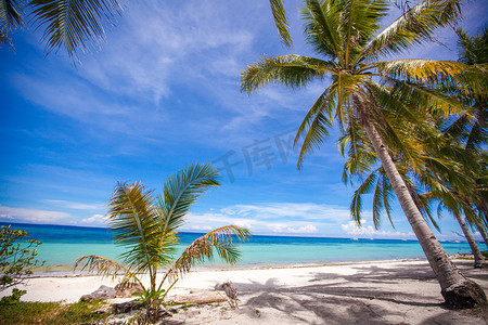在沙滩的可可椰子树