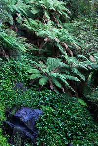 树蕨摄影照片_雨林
