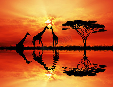 日落时的长颈鹿