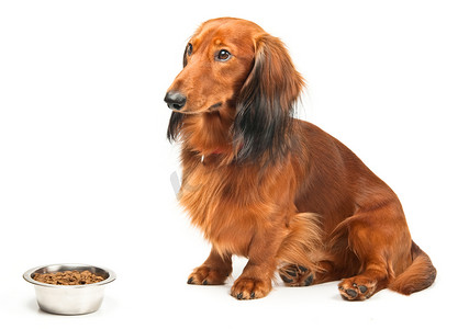 腊肠犬和食物