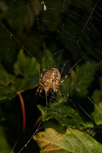 欧洲花园蜘蛛 (Araneus diadematus)