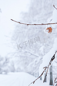 冬季树枝在白霜中的背景雪和白色的天空