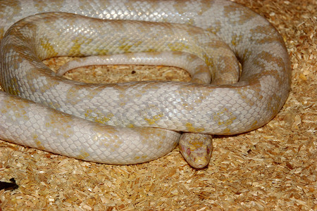 玉米蛇 (Pantherophis guttatus)