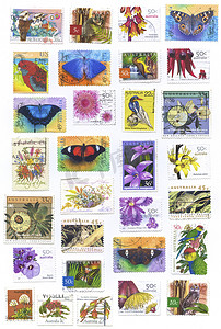 蝴蝶邮票摄影照片_花卉邮票
