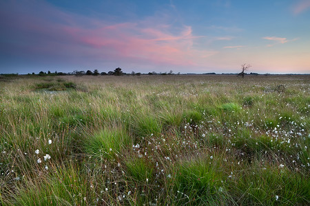 绿色花草草地摄影照片_日落在沼泽与棉草