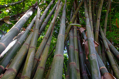 热带地区的竹树
