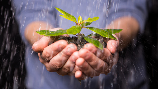 珍惜水摄影照片_手捧着雨中的幼苗