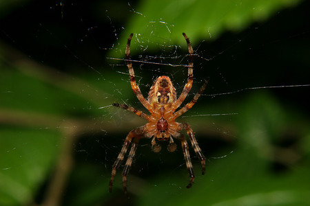 结网蜘蛛摄影照片_欧洲花园蜘蛛 (Araneus diadematus)