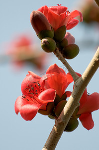 花瓣红色摄影照片_木棉之花