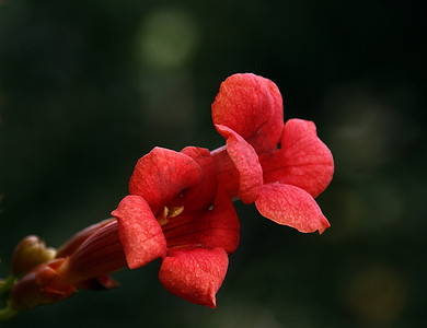 冬天水果摄影照片_花61