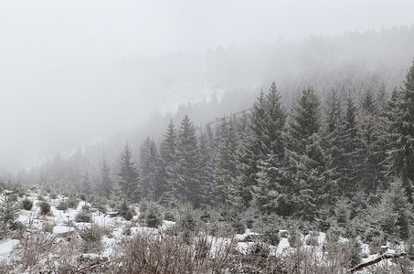 暴风雪期间浓雾中的针叶林