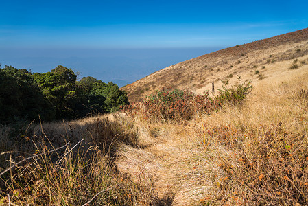 森林草原背景摄影照片_Doi Inthanon，清迈，泰国高山稀树草原草原