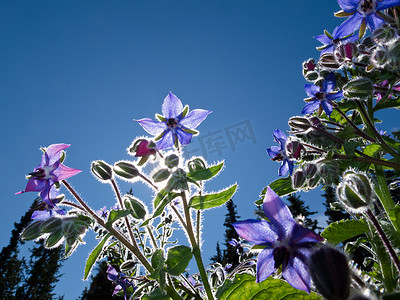 花刷摄影照片_星花、琉璃苣