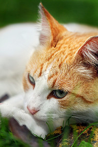 猫白背景摄影照片_美丽的白-红猫梦见绿草