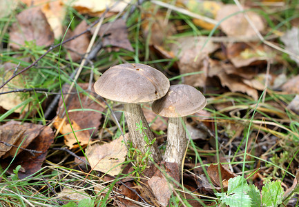 两个牛肝菌蘑菇在森林里