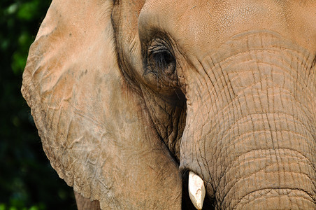 大象耳朵摄影照片_大象