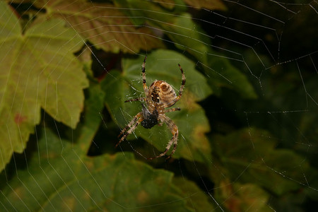 结网蜘蛛摄影照片_欧洲花园蜘蛛 (Araneus diadematus)