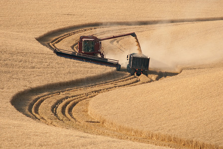 收割小麦的联合收割机和农用卡车，美国华盛顿州惠特曼县