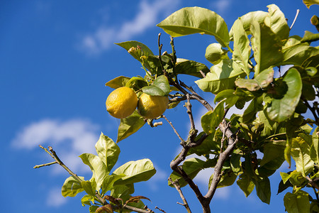 柠檬树上的新鲜柠檬蓝天自然夏天