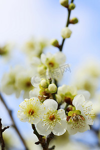 ume摄影照片_UME 日本梅花