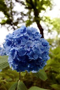 蓝光绣球花