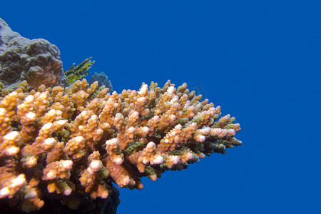 与坚硬鹿角珊瑚的珊瑚礁在热带海底部在大海
