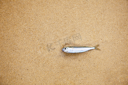 沙滩上的小鱼-已经死了