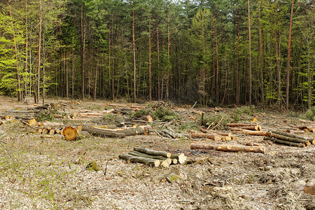 森林砍伐和伐木
