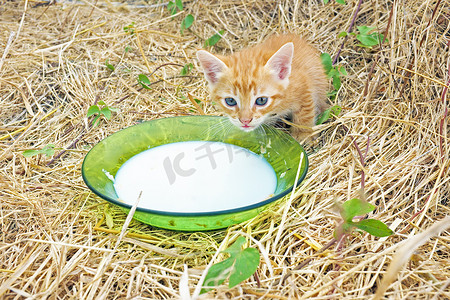 年轻的小猫喝牛奶