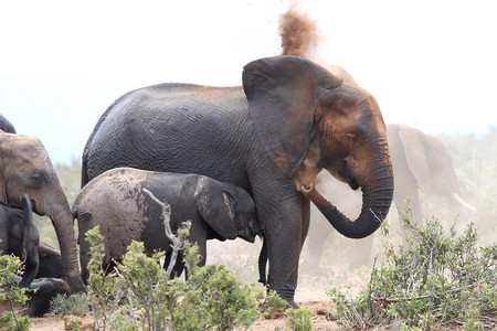 非洲大象除尘