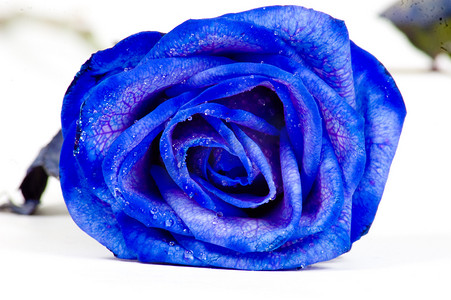 白色背景上的蓝玫瑰