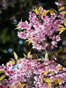 Prunus cerasoides、野生喜马拉雅樱桃、泰国樱花