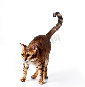 无形摄影照片_盯着无形物体的孟加拉虎猫
