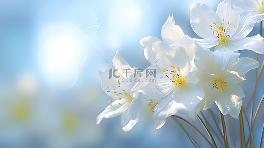 夏天鲜花背景图片_简约鲜花花朵植物主题背景