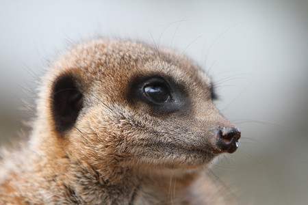 猫鼬哨兵 (Suricata suricata)