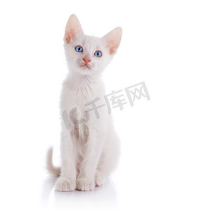 蓝眼睛的白色小猫坐在白色背景上。