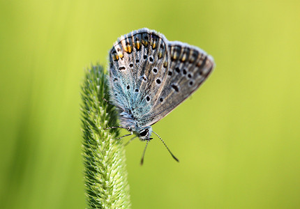 坐在草地摄影照片_坐在草地上的蓝蝴蝶