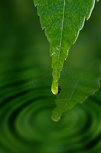 叶子上的水滴