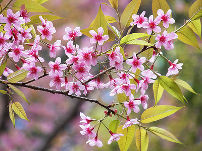 喜玛拉雅摄影照片_Prunus cerasoides、野生喜马拉雅樱桃、泰国樱花