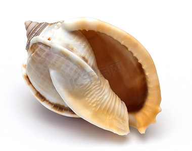 白色背景上的海贝壳