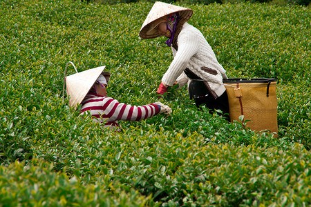采茶工在茶园采摘茶叶（叶）