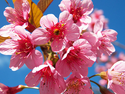 喜玛拉雅摄影照片_Prunus cerasoides、野生喜马拉雅樱桃、泰国樱花