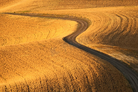 田野路摄影照片_美国华盛顿州惠特曼县日落时弯曲的土路和田野