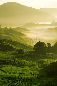 荣耀颁奖摄影照片_茶园