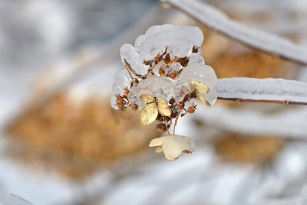 磨砂绣球花