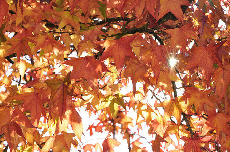 树坚硬摄影照片_有坚硬太阳的秋天叶子