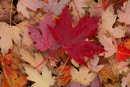 糖枫 (Acer saccharum) 在雨后的秋天落叶，爱达荷大学植物园，莫斯科，拉塔县，爱达荷州，美国